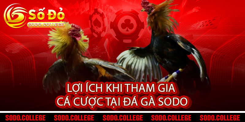 Đá Gà Sodo - Đẳng Cấp Chiến Binh, Thắng Lợi Vinh Quang 2 Lợi ích khi tham gia cá cược tại Đá Gà Sodo